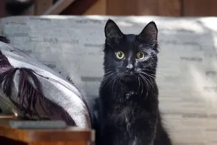 Женщина не могла смириться со смертью кота — и решила его клонировать