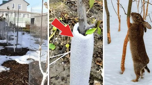 Как защитить плодовые деревья от животных Как защитить плодовые деревья от животных