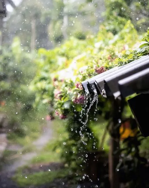 Не дайте дождю испортить ваш сад: срочно выполните эти 3 шага