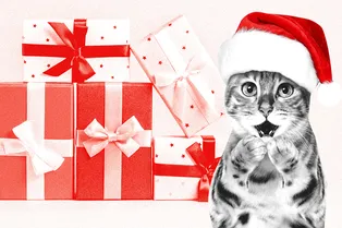 Знакомо? Вот во что превращается упаковка подарков, если в доме есть кошка