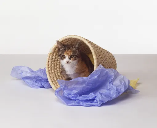 Кот и беспорядок Кот и беспорядок