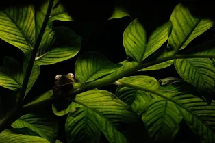 Лиса в таинственном лесу и леопард на горе мусора: лучшие фото 2025 года по версии премии Nature inFocus