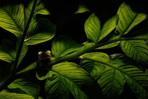 Лиса в таинственном лесу и леопард на горе мусора: лучшие фото 2025 года по версии премии Nature inFocus