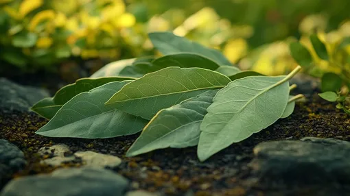 Лавровый лист