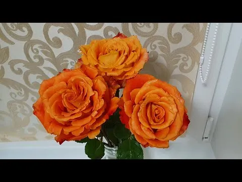 Нажми и смотри