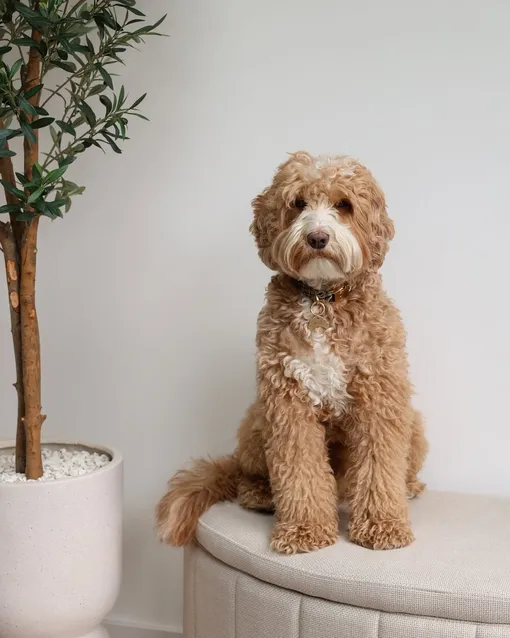 Лабрадудль Лабрадудль