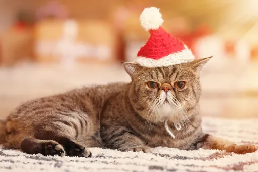 экзотическая кошка фото экзотическая кошка фото