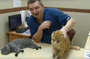 Дымка и Рыжик: в Сибири живут первые в мире кошки с протезами на всех лапах