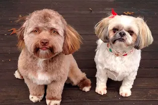 Вы только посмотрите! Необычный пёс стал «двойником» некоторых звёзд