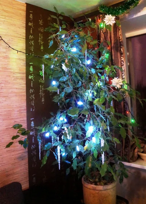 Фикус Бенджамина