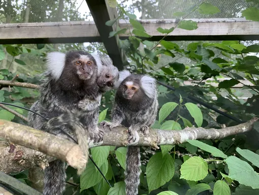 семья мармазеток семья мармазеток