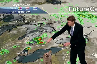 «А на юге страны у нас...»: собака смешно испортила выпуск прогноза погоды