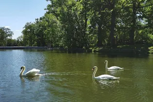В Саратове жителям бесплатно раздают лебедей