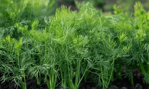 Укроп Укроп