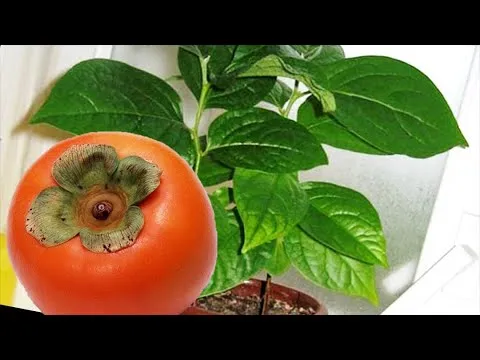 Нажми и смотри