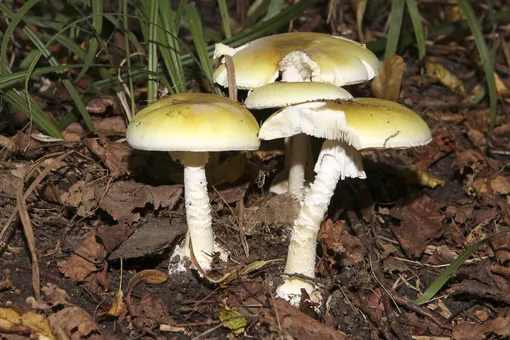 Бледные поганки Бледные поганки