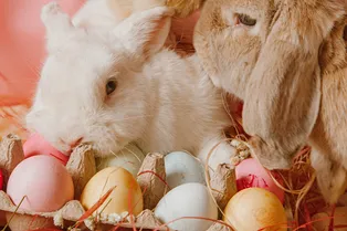 2021, перестань! Лучшим пасхальным кроликом в этом году стала лягушка 2021, перестань! Лучшим пасхальным кроликом в этом году стала лягушка