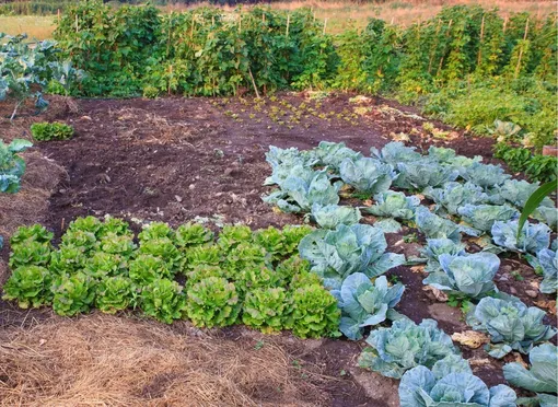 Как удобрить почву в огороде после сбора урожая Как удобрить почву в огороде после сбора урожая
