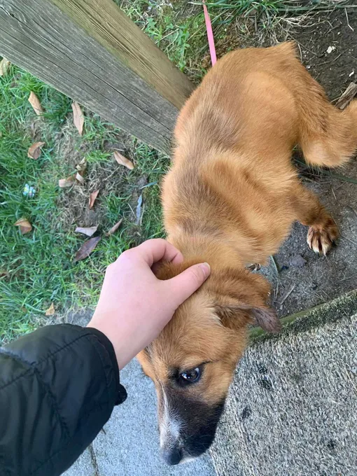 щенок, бездомный пес