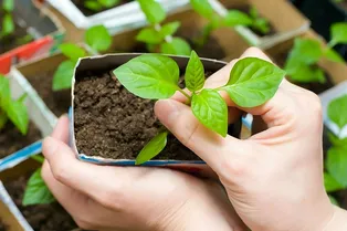 Когда сеять перец на рассаду в 2026 году: точные даты для каждого региона и сорта