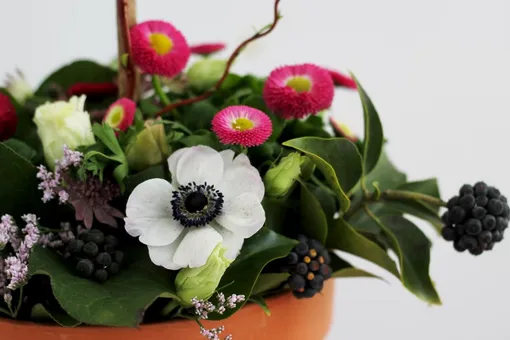 Заменят розу и удивят квадратными цветами: лучшие растения для северных подоконников Заменят розу и удивят квадратными цветами: лучшие растения для северных подоконников