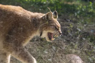 Мужчина с голыми руками бросился на рысь, напавшую на его жену (видео)