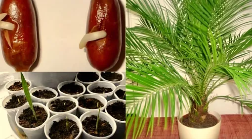 Финик: пальма из косточки в горшке