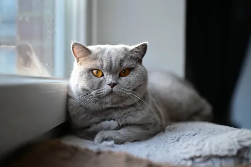 Британская короткошерстная Лучшие породы кошек для детей: топ-10 самых добрых и терпеливых фото