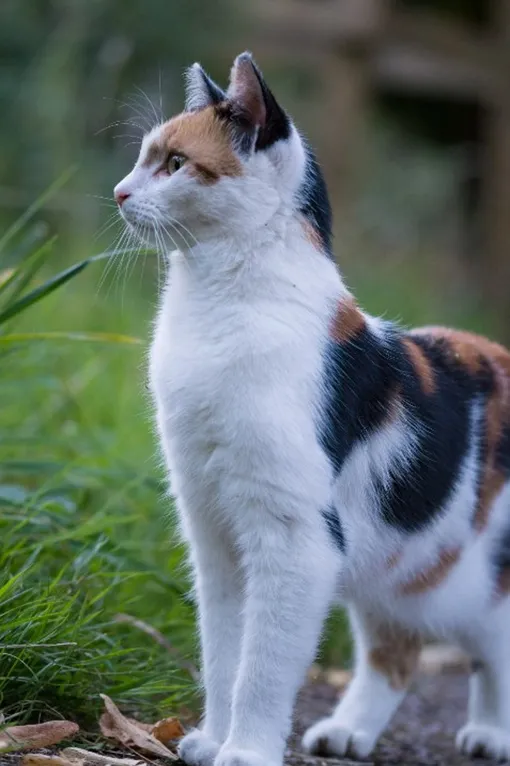 Кошки едят траву, чтобы очистить ЖКТ Кошки едят траву, чтобы очистить ЖКТ