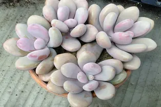 Как вырастить пахифитум яйценосный в домашних условиях: посадка, уход, цветение, размножение Как вырастить пахифитум яйценосный в домашних условиях: посадка, уход, цветение, размножение