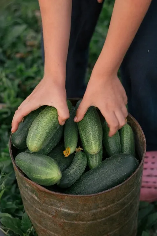 Чтобы собрать урожай огурцов, нужно знать три правила Чтобы собрать урожай огурцов, нужно знать три правила
