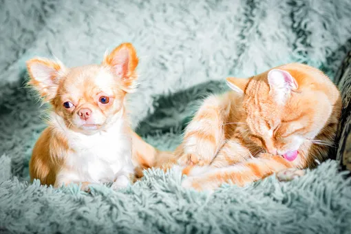 Почему собака вылизывает себя по ночам? Эти и другие странные действия, которые мешают спать хозяину, и кот