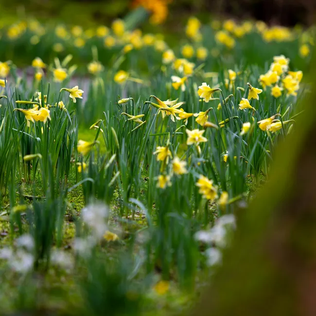Как стать цветочным фермером? Личный опыт Ольги Линник