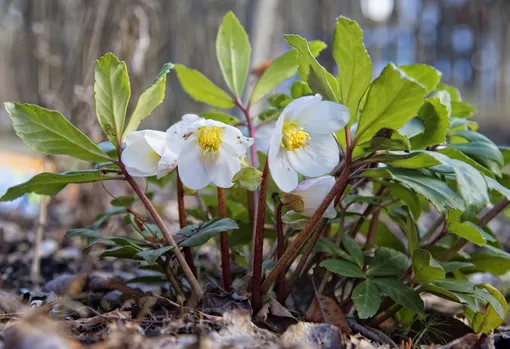 Морозники – цветы зимы и ранней весны Морозники – цветы зимы и ранней весны