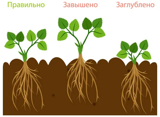 Почему клубничная сердцевина так важна при посадке саженца Почему клубничная сердцевина так важна при посадке саженца