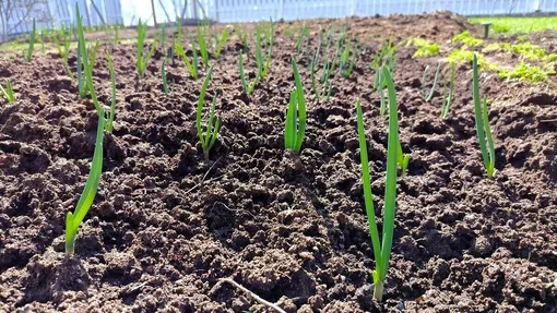 Наиболее распространённые проблемы при выращивании озимых овощей и способы их решения Наиболее распространённые проблемы при выращивании озимых овощей и способы их решения