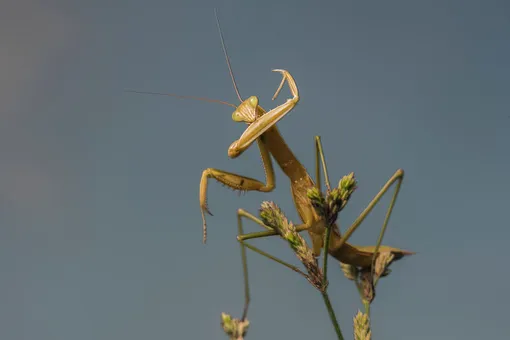 богомол богомол