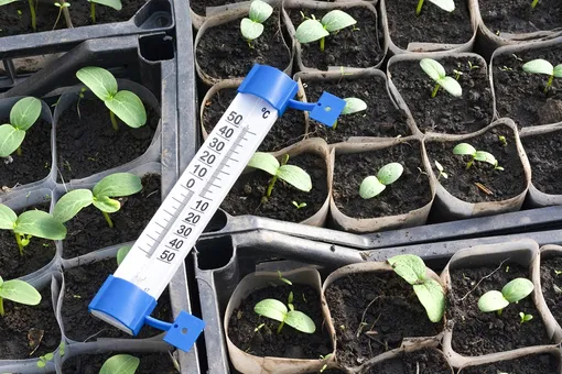 14 дней до улицы: 5 советов для закаливания рассады весной 2026