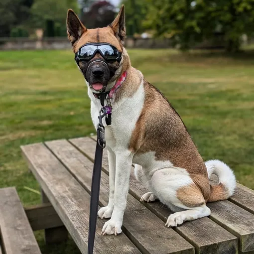 Это Мико — нечистокровная акита-ину и одна из самых известных собак в очках. До того как попасть к нынешнему хозяину, Мико жила в неблагополучной семье, у неё развилась тревожность, психические проблемы и чувствительность к ультрафиолету. Дома собака ходит как все, а на улицу — только так!