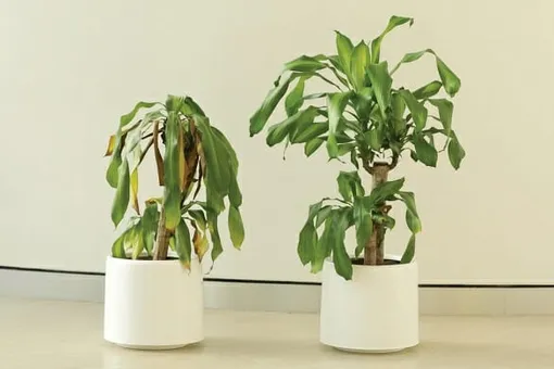 «Да чтоб тебя!» Школьники месяц ругали цветок, и он завял