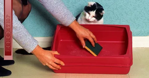 Чистка вольеров, клеток, лотков для животных Чистка вольеров, клеток, лотков для животных