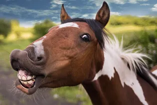 Будущие родители устроили трогательную фотосессию. Но в дело вмешалась лошадь...