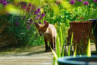 Семья нашла в саду лисёнка — и придумала оригинальный способ вернуть его матери