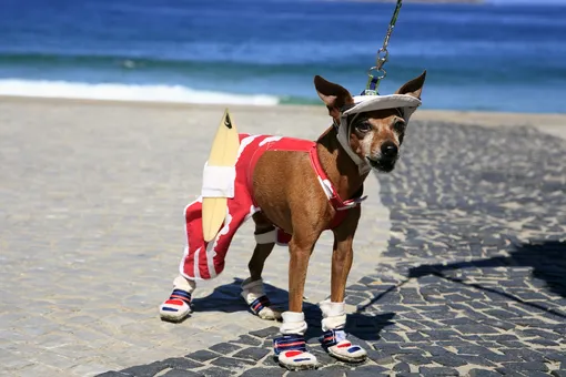 «Капсульный гардероб» для собаки: что это такое и как сэкономит деньги?