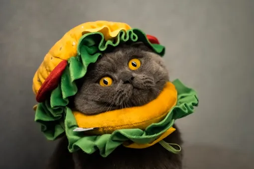 Продавцы шаурмы заплакали — мишленовский шеф создал кот-бургер