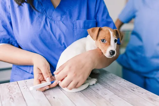 Как собаке померить температуру