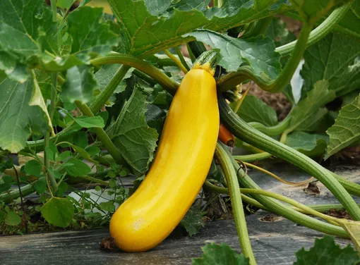 кабачки в августе