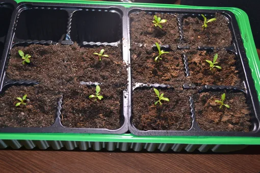 Как сеять семена эустомы на рассаду Как сеять семена эустомы на рассаду