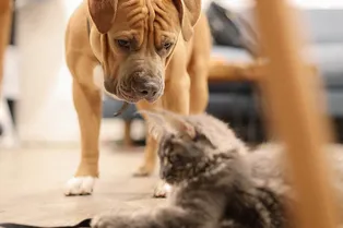 Как кошка с собакой: проверьте, сумеете ли вы подружить домашних питомцев Как кошка с собакой: проверьте, сумеете ли вы подружить домашних питомцев