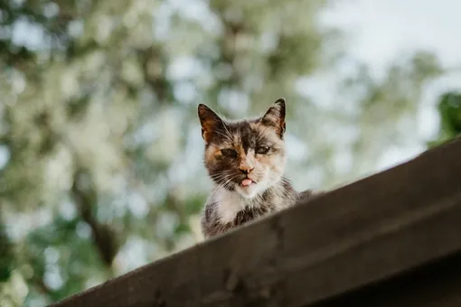 В опытах принимали участие уличные кошки из приюта В опытах принимали участие уличные кошки из приюта